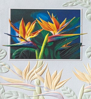 BD/Birds Of Paradise