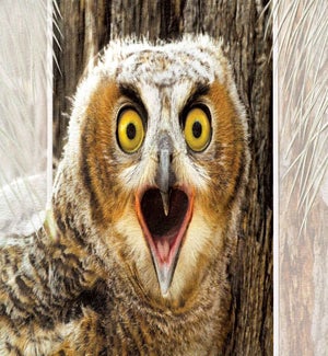 BD/Great Horned Owlet