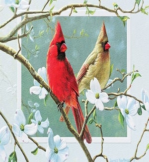 BD/Cardinals in Dogwood