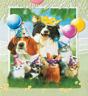 BD/Party Animals