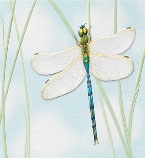 BD/Green Darner