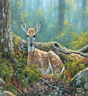 BD/Endearing Fawn
