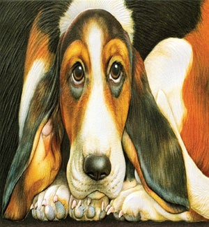 GW/Basset Hound