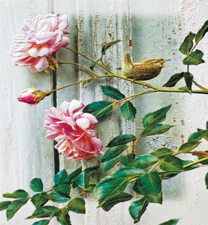 SY/Summer Roses