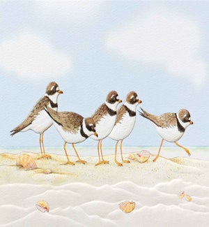 EN/Playful Plovers