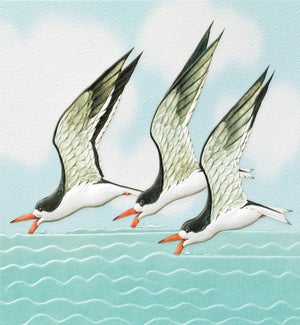 TY/Black Skimmers