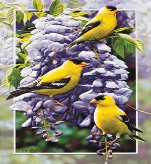 EN/Goldfinch in Wisteria