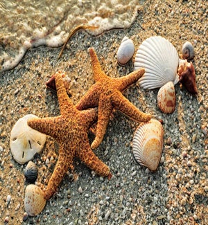 AN/Starfish Pair