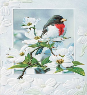 SY/Rose Breasted Grosbeak