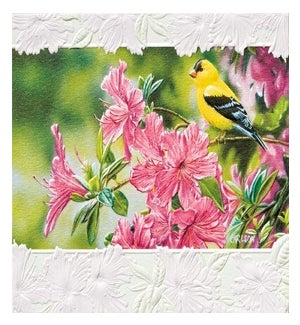 PETITEBOXED/Goldfinch Azaleas