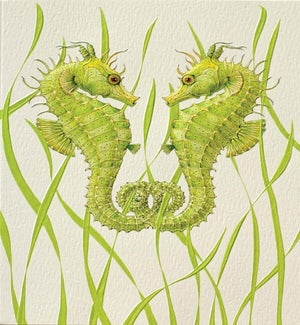 PETITEBOXED/Seahorse Duo