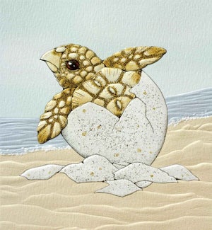 PETITEBOXED/Turtle Hatchling