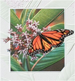 PETITEBOXED/Monarch Butterfly