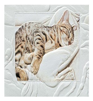 PETITEBOXED/Bengal Baby