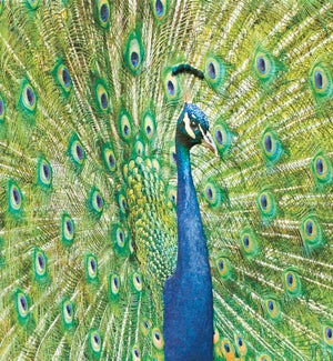 PETITEBOXED/Peacock