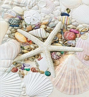 PETITEBOXED/Shell Collection