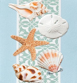 PETITEBOXED/Serene Shells