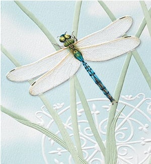 PETITEBOXED/Dragonfly Jewel