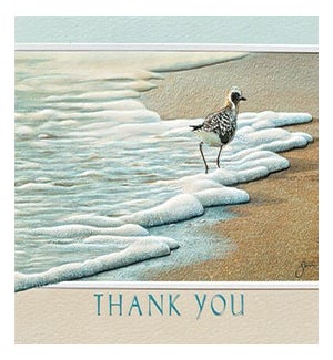 TY/Black Bellied Plover