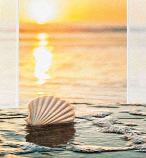 SY/Sunset Shell