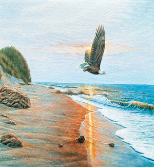 SY/Free Bird