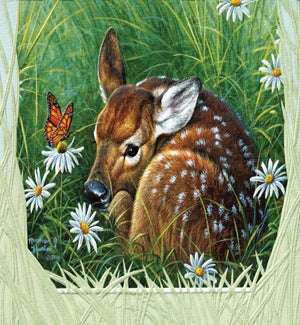 SY/Tranquil Fawn