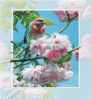 BD/Finch in Pink
