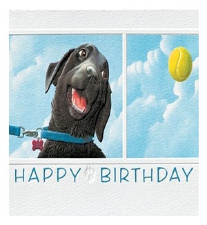 BD/Fetch!
