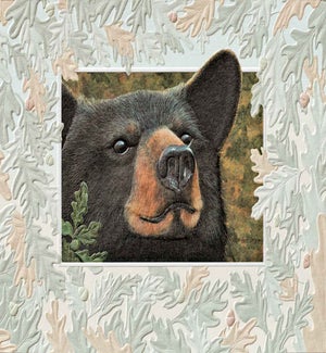BD/Curious Black Bear
