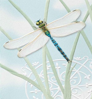 BD/Dragonfly Jewel