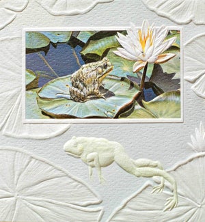 BD/Green Frog