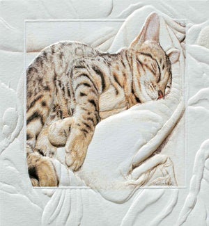 BD/Bengal Baby