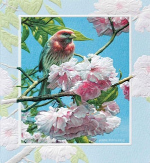 BD/Finch in Pink