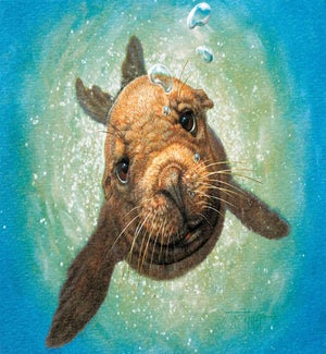 BD/Sea Lion Hello