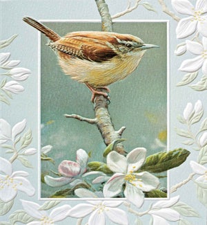 ED/Carolina Wren
