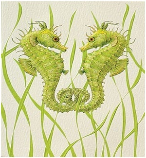 ED/Seahorse Duo