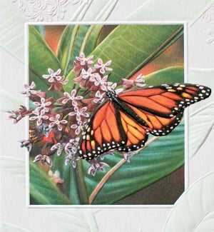 ED/Monarch Butterfly