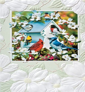BD/Backyard Birds