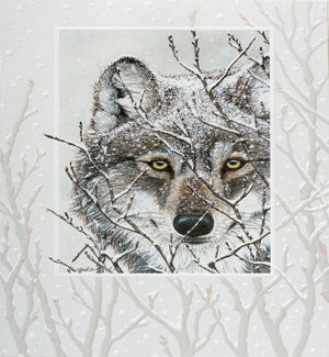 BD/Snowy Watch