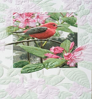BD/Scarlet Tanager