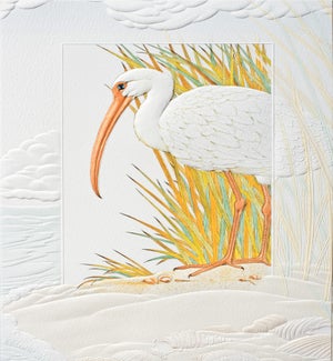 BD/Ibis