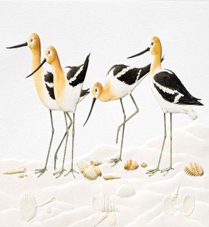 BD/Avocets