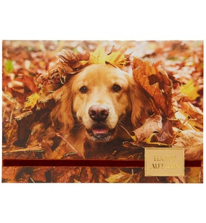 TG/Photo Dog In Leaves