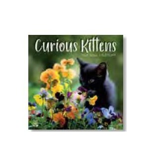 MINICALENDAR/Curious Kittens