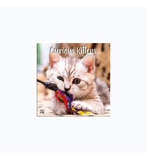 MINICALENDAR/Curious Kittens