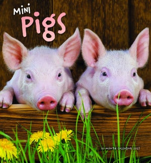 CALENDAR/Mini Pigs