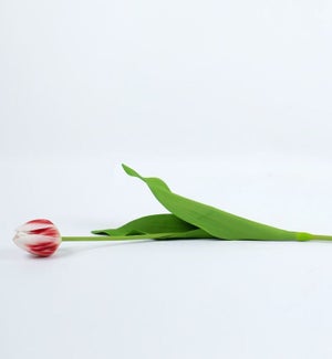 FAUXPLANT/Tulip - 2x6" Red/Wh