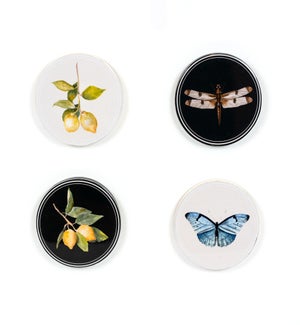 COASTER/Lemon/Butterfly(Set 4)