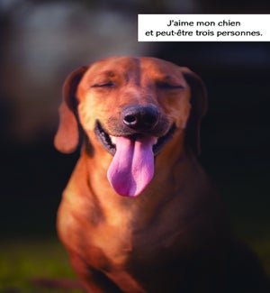 BDFR/J’Aime Mon Chien
