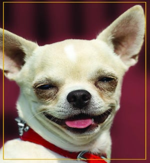 BDFR/Chiot Souriant